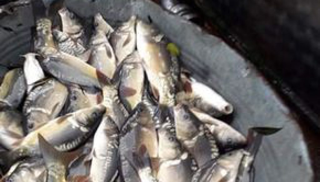 zarybienie karp 2021