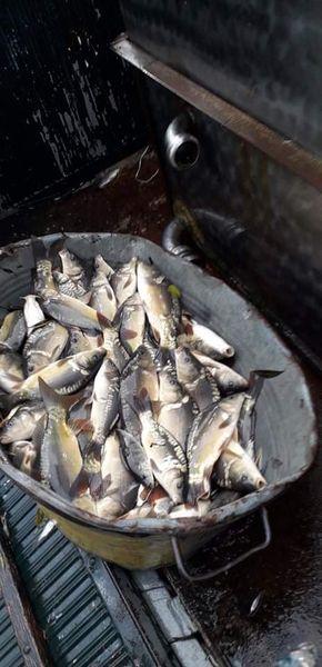 zarybienie karp 2021